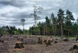 В Красноселькупском районе незаконно вырубали лес 