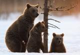 Возле Нового Уренгоя разгуливает медвежье семейство (КАРТА)