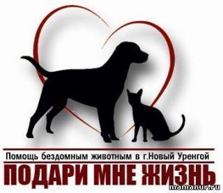 Подари мне жизнь, Центр помощи бездомным животным, Новый Уренгой, Ямал