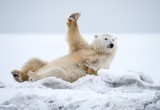 В России разрабатывают правила «этикета» для тех, кто контактирует с белым медведем