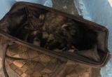 В Новом Уренгое в закрытой сумке выкинули трех кошек (ФОТО)