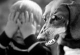Администрация Тазовского района заплатит ребенку, которого покусала бездомная собака