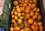 Праздник закончился, а мандарины остались: в магазине города жительница обнаружила гнилые фрукты 