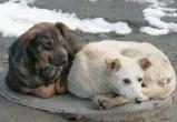 В 2018 году с улиц Нового Уренгоя отловлены почти полторы тысячи бродячих собак 