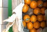 В Новом Уренгое сгнил мандарин, а в Салехарде мышь скакала на полке: ямальцы возмущены ситуацией в продуктовых магазинах (ФОТО, ВИДЕО)