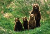Получить разрешение на добычу бурого медведя на Ямале можно до 1 апреля 