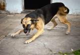 Беспризорная собака напала на ребенка на Ямале