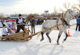 Ямальцы решат с жителями других регионов, кто лучше доит коров