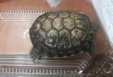 В Новом Уренгое на мороз выбросили черепаху (ФОТО)
