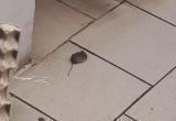 В «Монетке» в Ноябрьске бегает мышь (ФОТО)