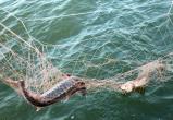 Правоохранители возбудили две «уголовки» за незаконный вылов рыбы на Ямале: в сети к браконьерам попал и краснокнижный вид