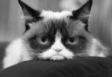 Умерла сердитая кошка, которая стала мемом (ФОТО)