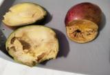 Новоуренгоец предупреждает о «переспелых» манго (ФОТО) 