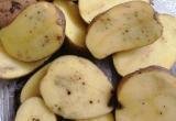 Конопатый корнеплод: житель Салехарда пожаловался на покупной картофель (ФОТО)