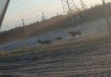 «Эх, три «белых» коня»: в Новом Уренгое без присмотра бегают три лошади (ФОТО, ВИДЕО)