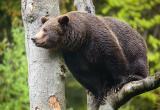 В Ноябрьске вновь замечен медведь (ВИДЕО) 