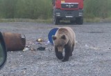 Возле Нового Уренгоя гуляет голодный медведь (ФОТО, ВИДЕО)