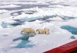 Дмитрий Артюхов запостил белых медведей, которые подошли к ледоколу в Карском море (ФОТО)