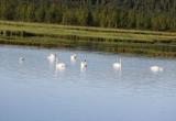 Надымчане могут полюбоваться на «лебединое» озеро