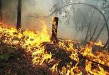 На Ямале сгорело почти 800 гектаров леса