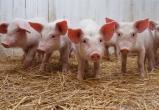 Несчастный случай загубил тысячи свиных жизней в Тюменской области 