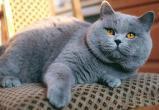 Британец Вася: специалисты рассказали о самых популярных породах и именах кошек в России (ОПРОС)