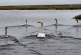 Ученые устанавливают природоохранный статус малых лебедей, обитающих на Ямале (ФОТО)