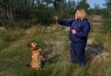 В Новом Уренгое живет собака, обученная быстро находить грибы в лесу (ФОТО)