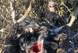 Ученые бьют тревогу: из-за людей вороны оккупируют тундру и разоряют гнезда других птиц (ВИДЕО)