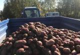 За сезон на Ямале собрали 400 тонн картофеля (ФОТО)
