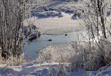 В Надыме на ручье замерзает мать-утка с двумя утятами (ФОТО)