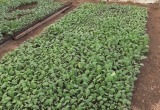 Аграрии Ямала высадили овощи (ФОТО)
