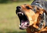 Жителей Нового Уренгоя тревожит агрессивная собачья стая на стройке