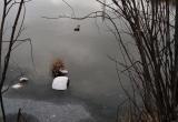 Жители Ноябрьска пытаются спасти ослабшую утку с поврежденным крылом (ФОТО)