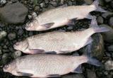 Ямальский браконьер заплатит 20 тысяч рублей за три пойманных неводом «золотые рыбки»
