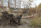 Горожан возмутила вырубка деревьев в парке "Дружба" (ФОТО, ВИДЕО)