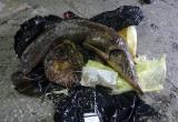 Вахтовик пытался незаконно вывезти краснокнижную рыбу из Нового Уренгоя (ФОТО)