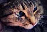 В Новом Уренгое полиция разыскивает убийцу кошки (ФОТО)