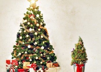 Как выбрать идеальную новогоднюю елку