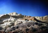В Новом Уренгое украли песок на 133 миллиона