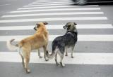 «Людям бы поучиться»: горожане удивлены знанием ПДД местных собак (ВИДЕО)