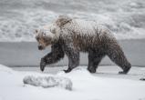 Между Новым Уренгоем и Надымом заметили медведя: на место выезжали специалисты