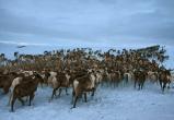 На Ямале зарегистрировали первое в регионе оленеводческое хозяйство