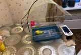 Новоуренгойский попугай-потеряшка обрел новый дом (ФОТО)