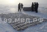 В тайнике на Ямале нашли рыбы на 1,5 миллиона рублей (ФОТО, ВИДЕО)
