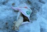 Житель Ноябрьска нашел пакет с мертвыми щенками (ФОТО)