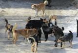 Реанимация и искусственная кома: бродячие собаки трижды напали на детей за один день в разных регионах страны (ФОТО) 