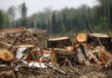В Надымском районе незаконно вырубали лес, а полиция не спешила возбуждать уголовное дело