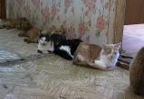 Кошачий бум: 45 кв. м. в Ноябрьске делят две женщины, двое детей и больше 20 хвостатых (ФОТО)