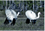 На Ямале выпустили четырех молодых журавлей, привезенных из заповедника (ФОТО, ВИДЕО) 